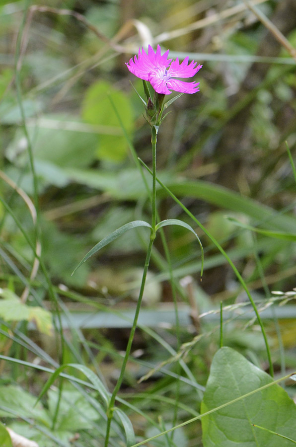 Diantus dei Lagorai  - Dianthus seguieri